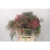 Pepperberry Fresh Red Per Bunch