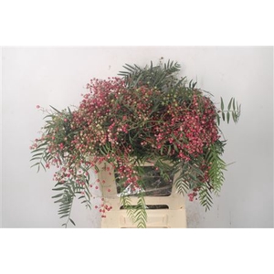 Pepperberry Fresh Red Per Bunch