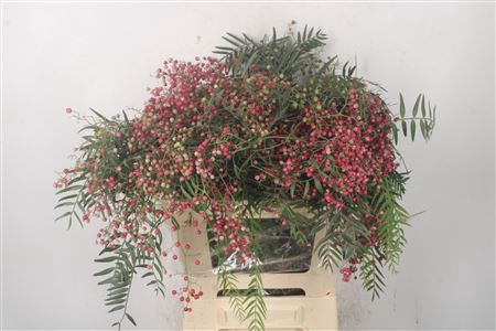 <h4>Pepperberry Fresh Red Per Bunch</h4>