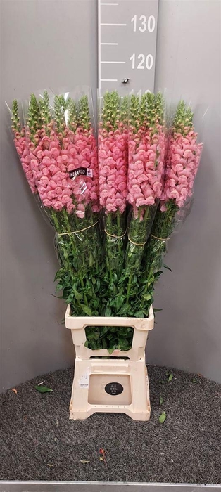 <h4>Antir Antibes Pink</h4>