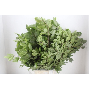 Beuk Naturel P/pak