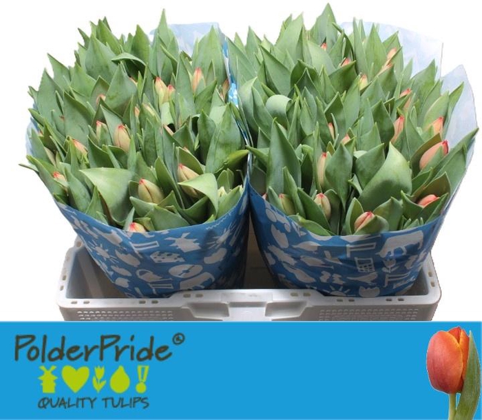 <h4>TU EN AD REM</h4>