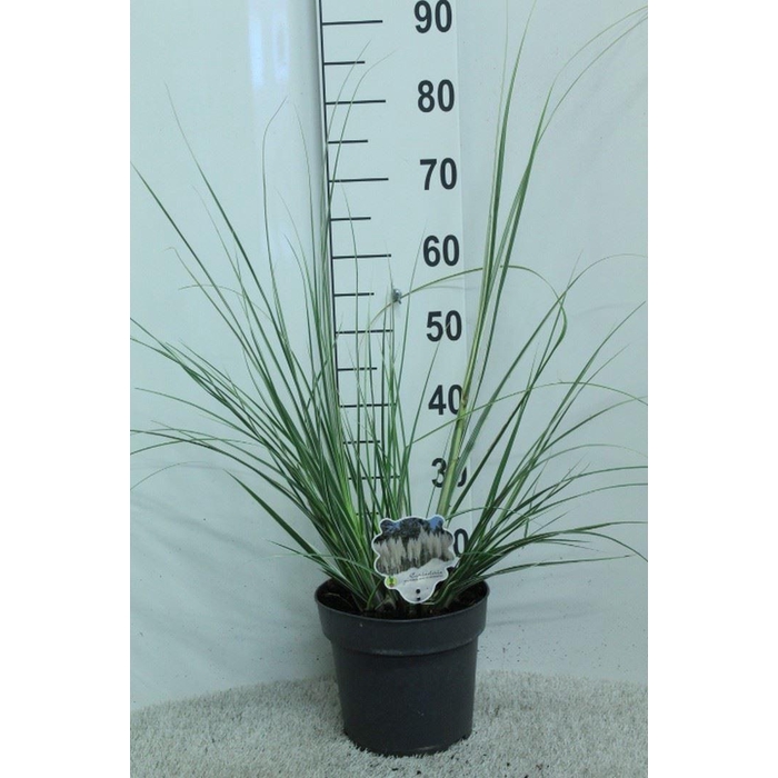<h4>Cortaderia   ...</h4>