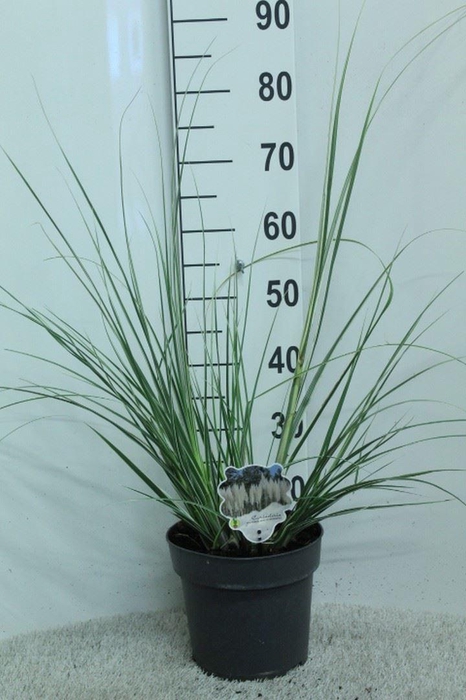 Cortaderia   ...