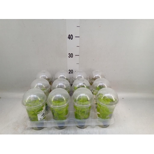 Aquariumplanten   ...mix