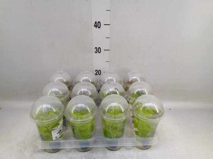 <h4>Aquariumplanten   ...mix</h4>