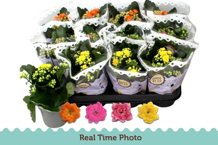 <h4>KAL GE GEM 4 KL</h4>