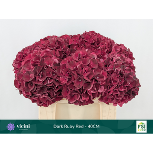 Hydr Dark Ruby Red 40 cm Vicini