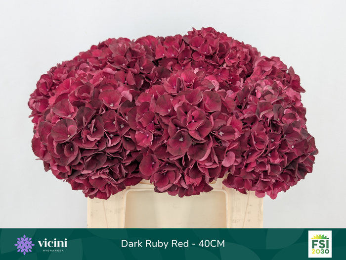 <h4>Hydr Dark Ruby Red 40 cm Vicini</h4>