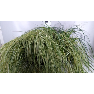 Carex hachijoensis 'Evergold'