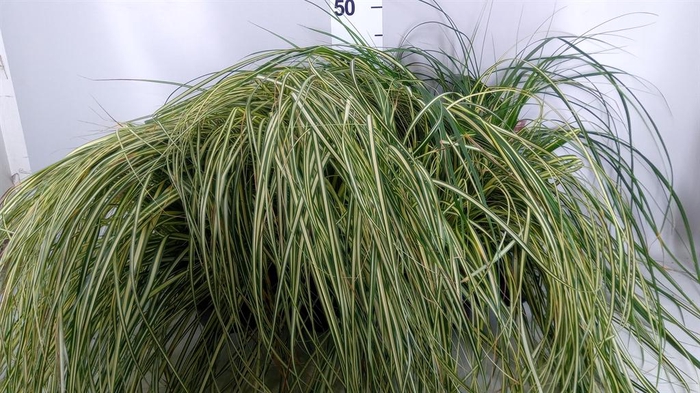 Carex hachijoensis 'Evergold'
