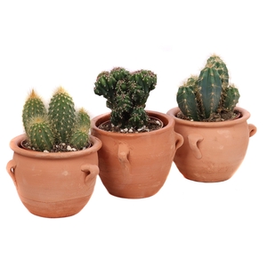 Cactus 8,5 cm in terracotta kruik met 4 oren