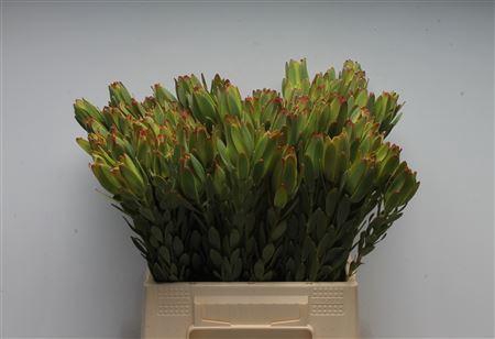 <h4>Leucad Procerum</h4>