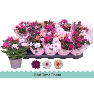 CHRYS MO AUB GEM POT