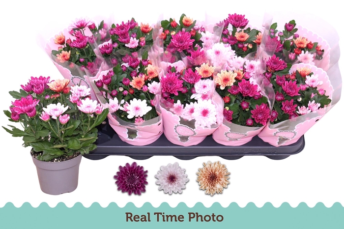 <h4>CHRYS MO AUB GEM POT</h4>