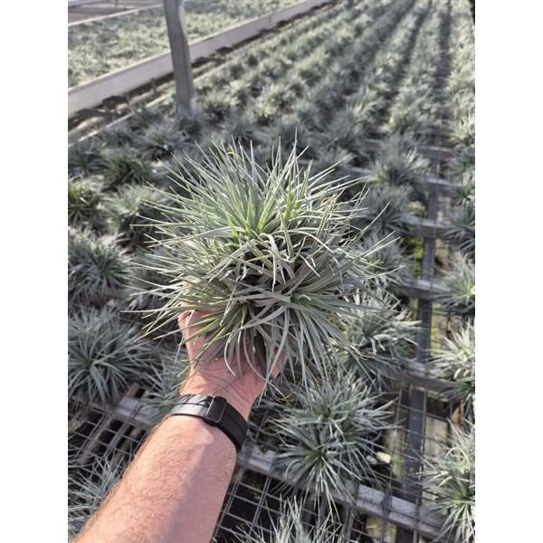 <h4>Tillandsia Super Silver XXL</h4>
