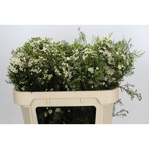 Chamelaucium Jupiter Moon