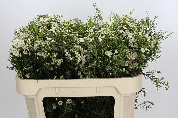 <h4>Chamelaucium Jupiter Moon</h4>