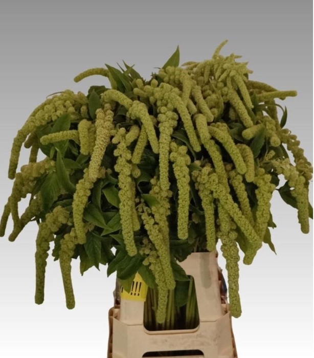 <h4>AMAR CA CYCLOOP</h4>