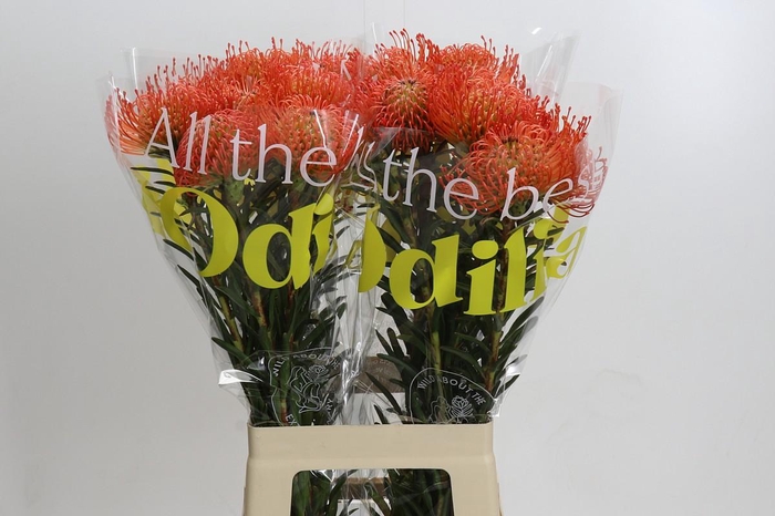 <h4>Nutans Succession</h4>