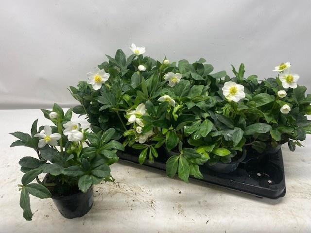 <h4>HELL NI HAPPY DAY</h4>