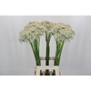 Allium Nigrum