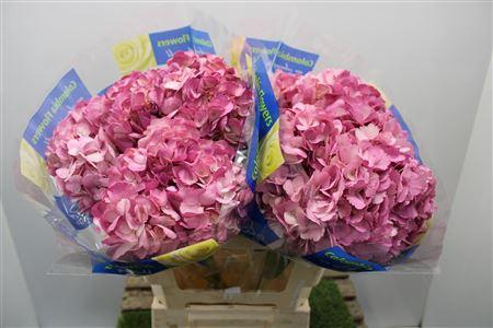 <h4>Hydra M Old Pink Select</h4>