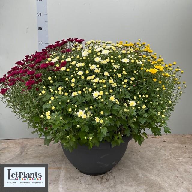 CHRYS GARDEN MUMS GM