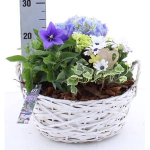 ARR TUINPLANTEN