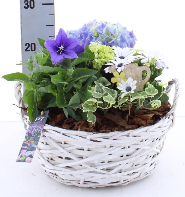 <h4>ARR TUINPLANTEN</h4>