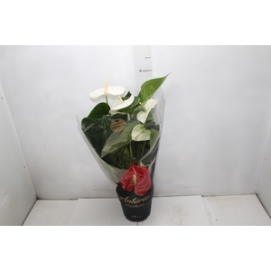 ANTHURIUM ALASKA P17 PREMIUM