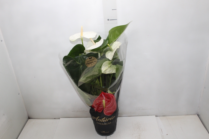 <h4>ANTHURIUM ALASKA P17 PREMIUM</h4>