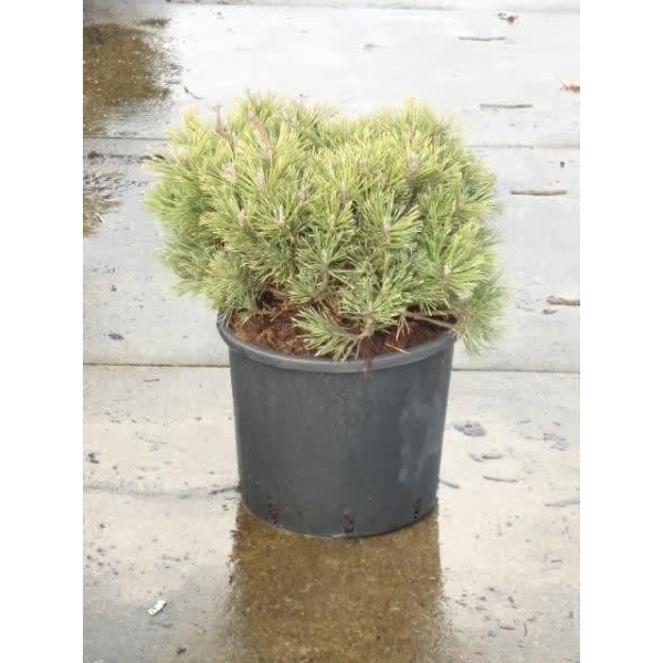 <h4>Pinus mugo Mops</h4>