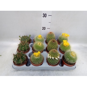 Cactus   ...flowering mix