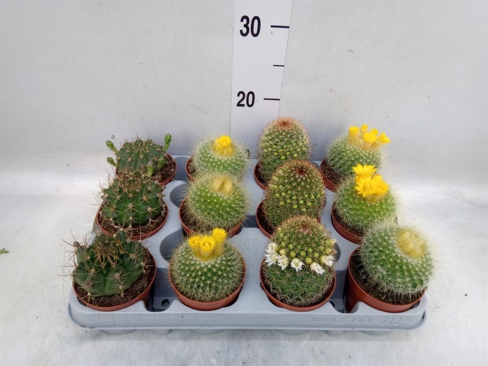<h4>Cactus ...flowering mix</h4>