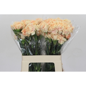 Dianthus St Apple Tea