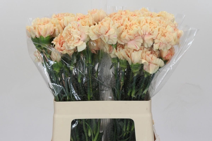 <h4>Dianthus St Apple Tea</h4>