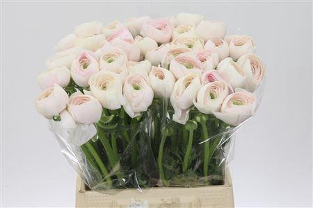 <h4>Ran Su Hanoi</h4>