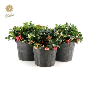 Gaultheria pr. 'Big Berry'® P15 in Wood