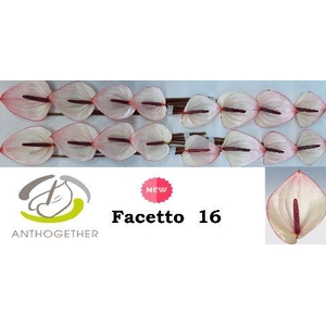 Anth A Facetto 11 cm X16 Oosterzon