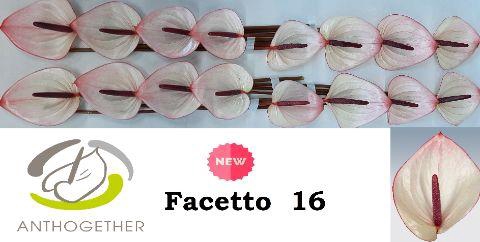 <h4>ANTH A FACETTO 16</h4>