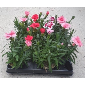 DIANTHUS CARYOPHYLLUS p6 mix