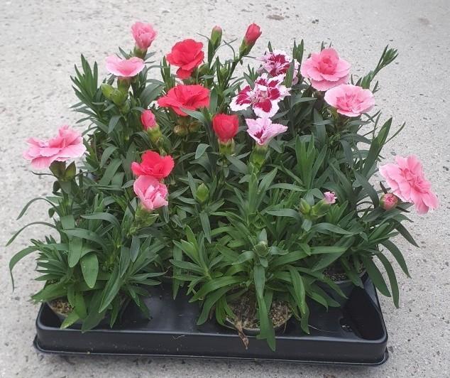 <h4>DIANTHUS CARYOPHYLLUS p6 mix</h4>