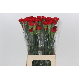 Dianthus St Don Pedro