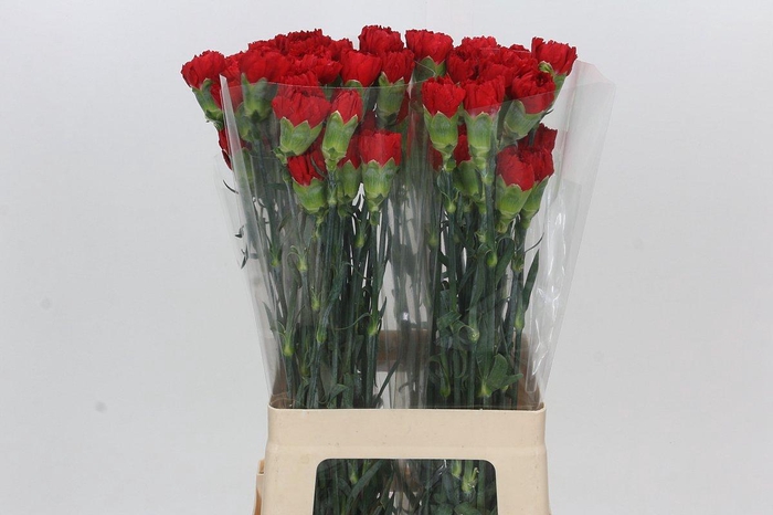 <h4>Dianthus St Don Pedro</h4>