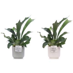 Platycerium Bif. in P&PURE Sophie ceramics ass.2