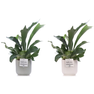 Platycerium Bif. in P&PURE Sophie ceramics ass.2