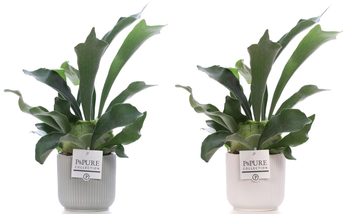 <h4>Platycerium Bif. in P&PURE Sophie ceramics ass.2</h4>