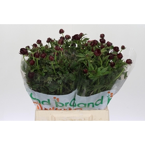 Ranunculus Magical Chocolate