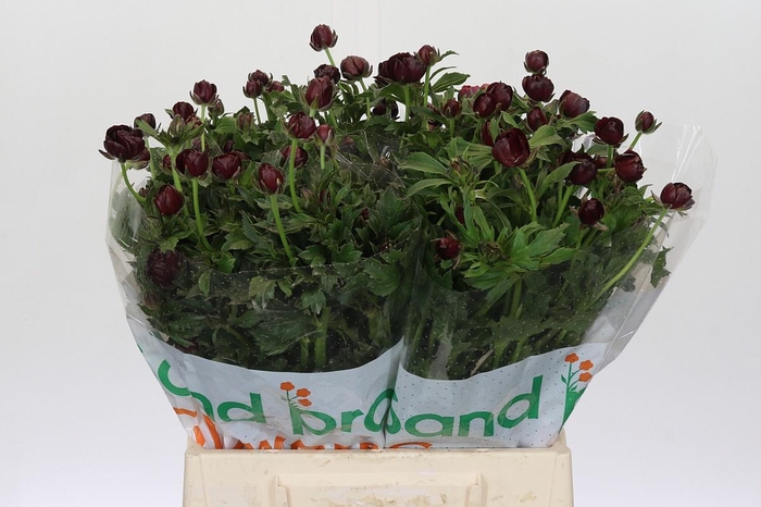 <h4>Ranunculus Magical Chocolate</h4>